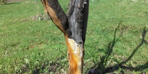 Stablo jabuke koje su izgrizli zečevi - šta učiniti i kako spasiti